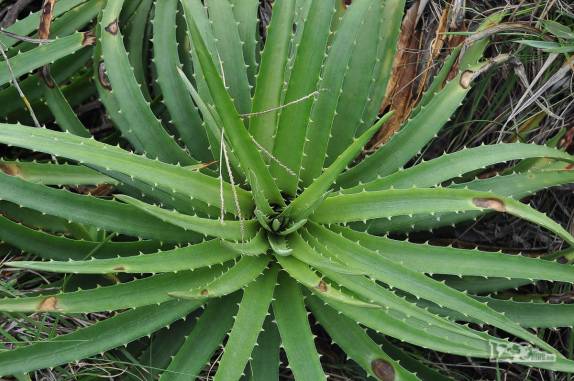 Vegetação ao longo da trilha da Lagoinha do Leste, na costa sul de Florianópolis, em Santa Catarina